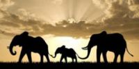 Из индийских зоопарков и цирков выпустят слонов