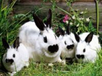 Японцы получили возможность расслабиться с кроликами