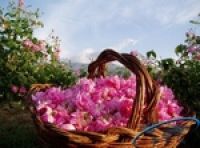 Марокко: в Атласских горах состоится Фестиваль роз