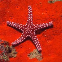 Морские звезды расскажут об итальянских пляжах