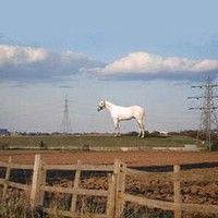 На юге Англии появится 50-метровая белая лошадь