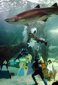 Ночь в аквариуме - Океанский террор для детей на Хеллоуин