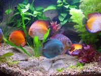 Номер-аквариум для "золотой" рыбки