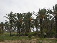 Пальмовый музей открылся в Тунисе