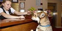 Словацкие "собачьи" отели пользуются постоянным спросом