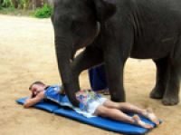 Таиланд: услуги слона-массажиста пользуются популярностью у туристов