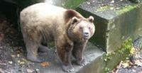 В Берне открывается новый парк для медведей