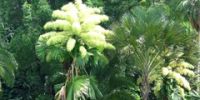 В ботаническом саду Шри-Ланки можно увидеть редкое цветение пальм