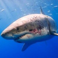 В британских аквариумах акулы "сменят имидж" со страшных зубастых зверей в милых "собачек"