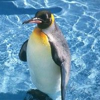 В британском зоопарке живет пигвин, который боится воды