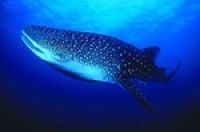 В Джибути туристов приглашает полюбоваться на китовых акул