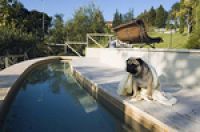 В Италии собачья жизнь включает услуги СПА-центра