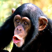 В Либерце продают рисунки шимпанзе "ван Гога"