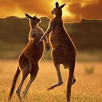 Загадочные круги на полях Австралии оставляют кенгуру-наркоманы