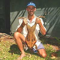 Австралийцы в борьбе с тростниковыми жабами обратились за помощью к туристам