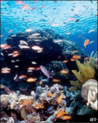 Австралия: Большой Барьерный риф в опасности