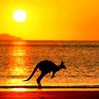 Австралия рекламирует кенгуру в клетке