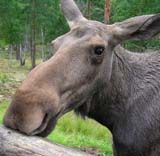 Финляндия приглашает любителей природы на "лосиное" сафари