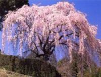Япония: период цветения сакуры приближается
