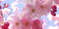 Метеослужба Японии отказалась от прогноза цветения сакуры