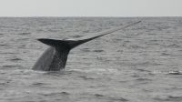 Сардиния теперь может предложить туристам купание в компании с китами