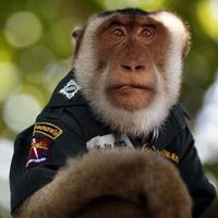 Среди тайских полицейских теперь можно встретить обезьян