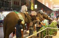 Туристов в Бангкоке будут штрафовать за кормление слонов