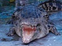 В Австралии туристов ждет бассейн с крокодилами