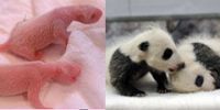 В Японии можно увидеть новорожденных панд