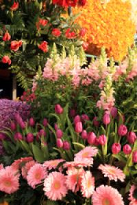 В Лондоне открылась знаменитая цветочная выставка