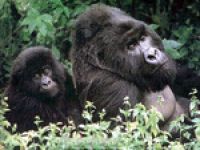 В Руанде пройдет "день обезьян"