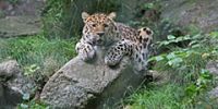 В Швеции открывается крупнейший в Европе парк леопардов