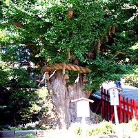 Ветер повалил в японском храме дерево с восьмивековой историей