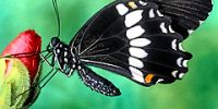 Выставка живых бабочек проходит в Праге