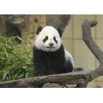 Австрия: зоопарк Шенбрунн стал лучшим зоопарком в Европе