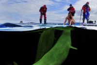 Чемпионка поплавала с китами в Арктике голышом