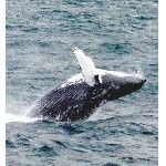 Исландия: туристов приглашают наблюдать за китами