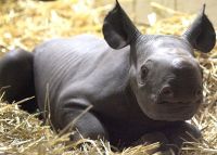 Мировую популяцию носорогов спасают в Чехии