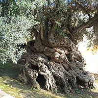 Самое древнее оливковое дерево