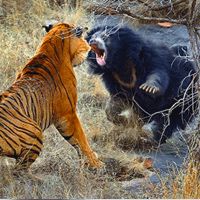 Толпа туристов наблюдала бой медведицы и тигра