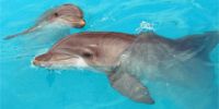 В Бангладеш появятся заповедники для дельфинов