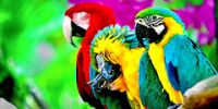 В Чехии откроется зоопарк для попугаев