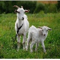 В Чехии появился благотворительный аттракцион «Арендуй козу» 