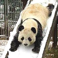 В Гуанчжоу появился ледяной парк для панд