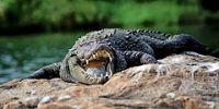 В Ялте можно понаблюдать за крокодилами