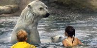 В канадском заповеднике детям разрешили плавать с белыми медведями