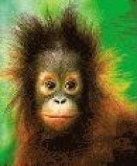 В Малайзия на курорте туристов знакомят с орангутангами