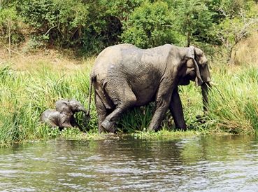 В национальном парке Замбии спасли слонов
