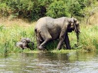 В национальном парке Замбии спасли слонов