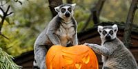 В пражском зоопарке отпразднуют Хеллоуин